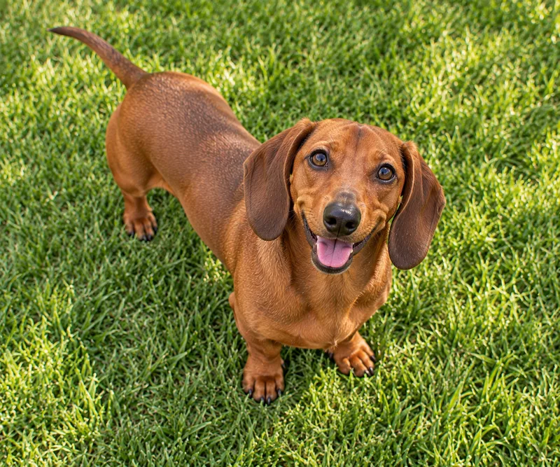 Dachshund in a garden