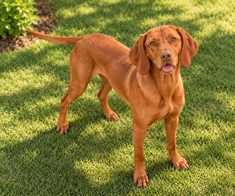 Vizsla in a garden